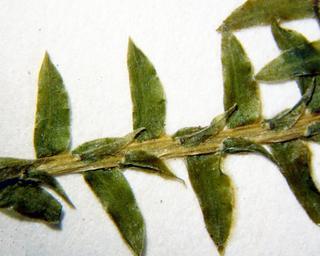 Selaginella kraussiana, leaves