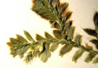 Selaginella kraussiana, strobilus
