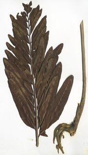 Acrostichum danaeifolium, entire