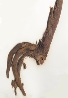 Acrostichum danaeifolium, rhizome