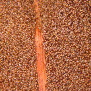 Acrostichum danaeifolium, sporangia