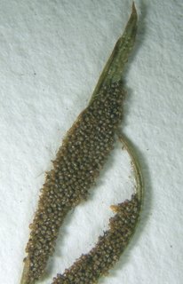Asplenium septentrionale, sporangia