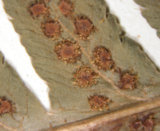 Dryopteris cristata, sporangia