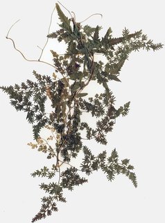Lygodium japonicum, entire