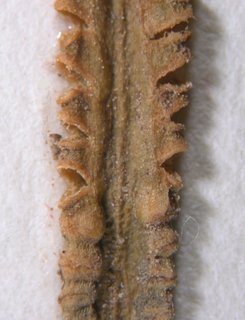 Ophioglossum petiolatum, open