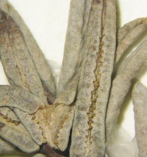 Pellaea brachyptera, sporangia