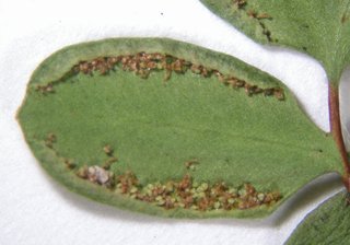 Pellaea glabella occidentalis, sporangia