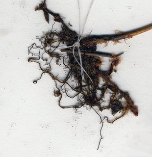 Phegopteris connectilis, rhizome