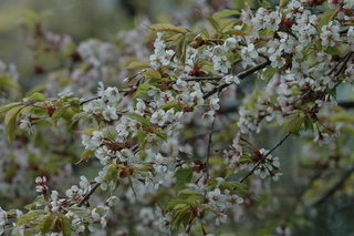 Prunus transarisanensis