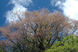 Prunus transarisanensis