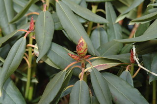 Rhododendron pseudochrysanthum