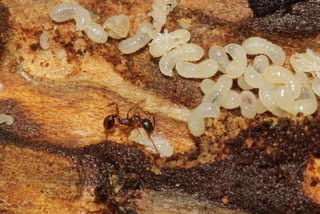 Aphaenogaster picea