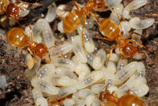 Lasius umbratus with larvae and a root aphid