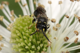 Hylaeus modestus modestus Modest Masked Bee sensu stricto