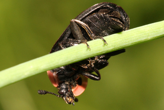 Oiceoptoma noveboracense Margined Carrion Beetle