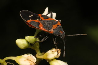 Lygaeus kalmii Small Milkweed Bug