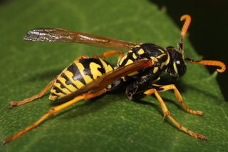 Polistes dominula European Paper Wasp