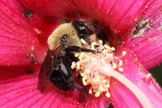 Ptilothrix bombiformis Hibiscus Bee