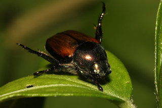 Popillia japonica Japanese Beetle
