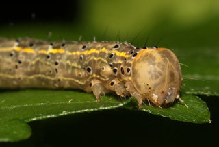 Rusicada privata, Hibiscus Leaf Caterpillar Moth, larva