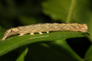 Rusicada privata, Hibiscus Leaf Caterpillar Moth, larva