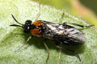 Schizocerella pilicornis