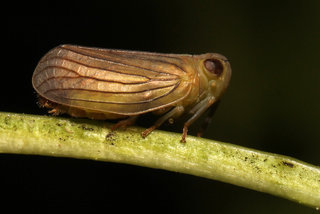 Thionia simplex