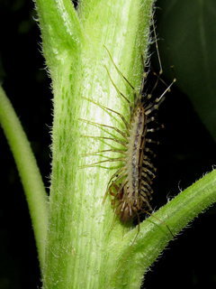 Scutigera coleoptrata, House Centipede