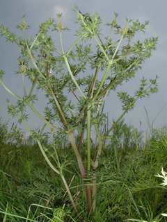 Eryngium heterophyllum, habitat