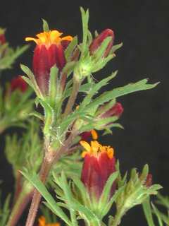 Dyssodia papposa, flower buds