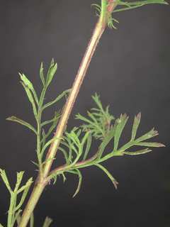 Dyssodia papposa, leaf and stem