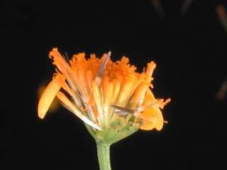 Dyssodia tenuifolia