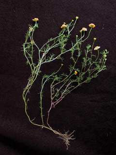 Dyssodia tenuifolia, habitat