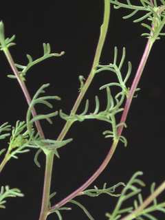 Dyssodia tenuifolia, leaves
