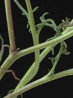 Dyssodia tenuifolia, stem
