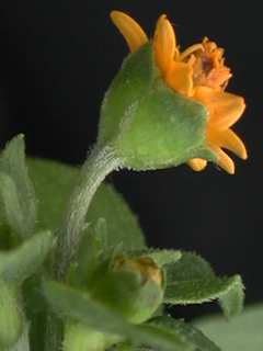 Melampodium divaricatum