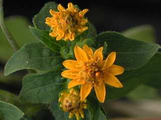 Melampodium divaricatum, flower bud