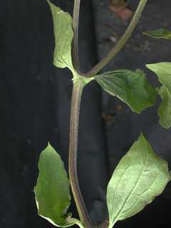 Melampodium divaricatum, leaves