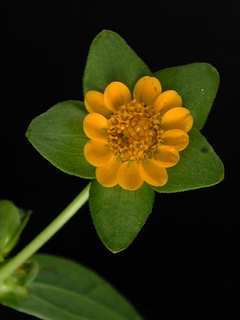 Melampodium perfoliatum, flower bud