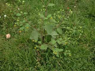 Melampodium perfoliatum, habitat