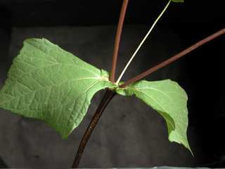 Melampodium perfoliatum, leaves