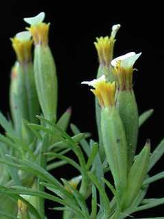 Tagetes micrantha, flower buds