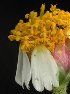 Tridax rosea