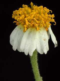 Tridax rosea, flower bud