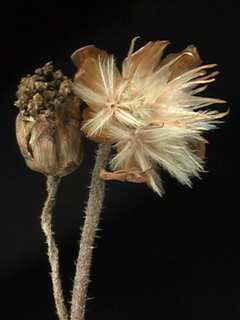 Tridax rosea, mature flower buds
