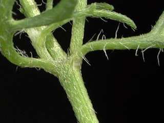 Tridax rosea, stem