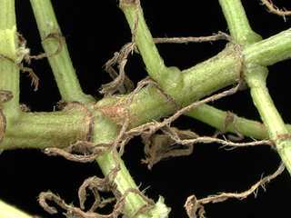 Tridax rosea, stem