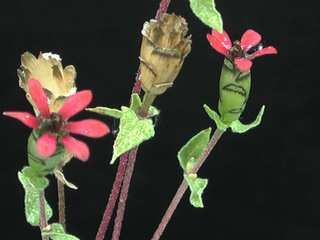 Zinnia peruviana, flower buds