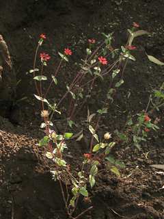 Zinnia peruviana, habitat