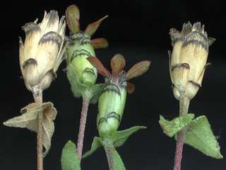 Zinnia peruviana, mature flower buds